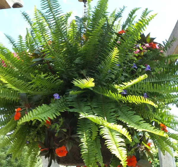 Kimberly Queen Fern Hanging Baskets