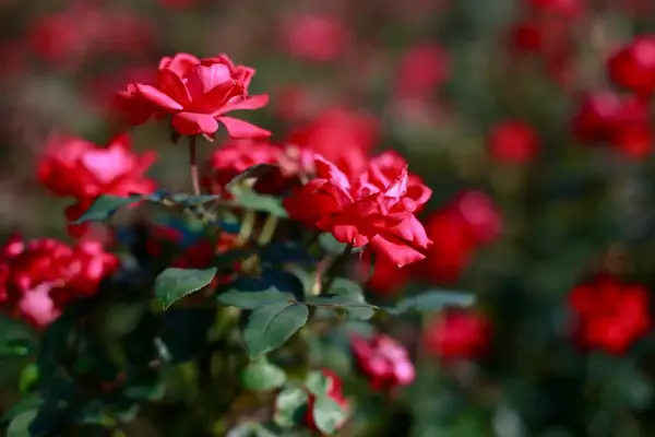 Knock Out Rose