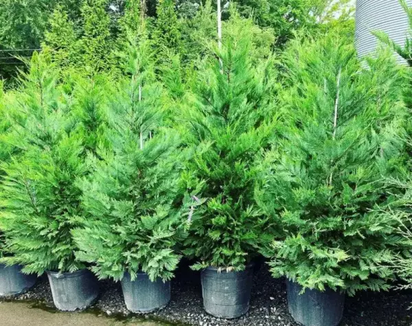 Leyland Cypress