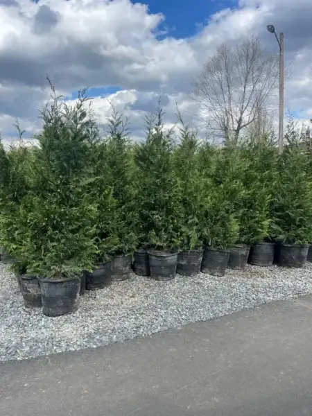Leyland Cypress