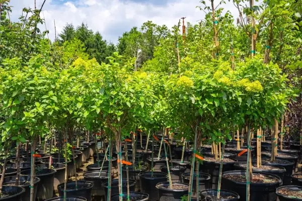 Limelight Hydrangea Standard