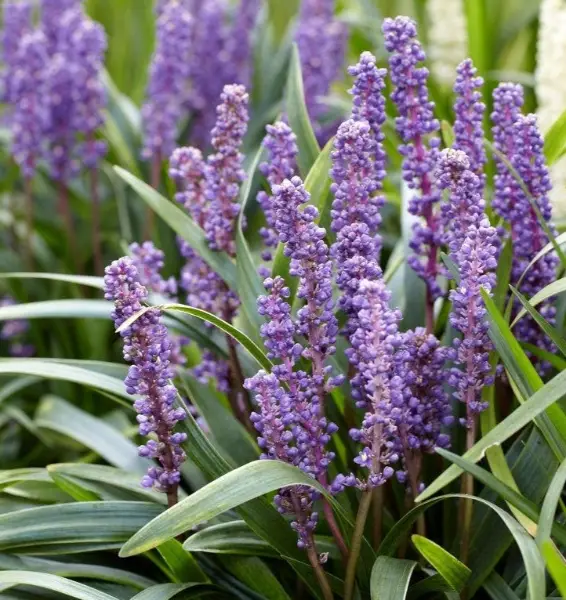 Liriope Muscari Lilyturf Big Blue