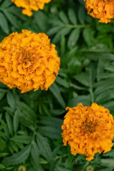 Marigold