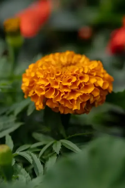 Marigold