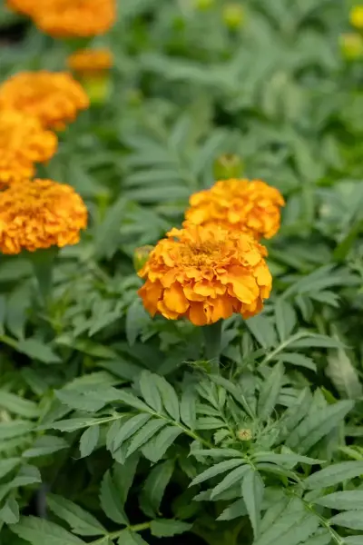Marigold