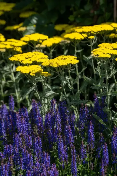 May Night Salvia Moonshine Yarrow