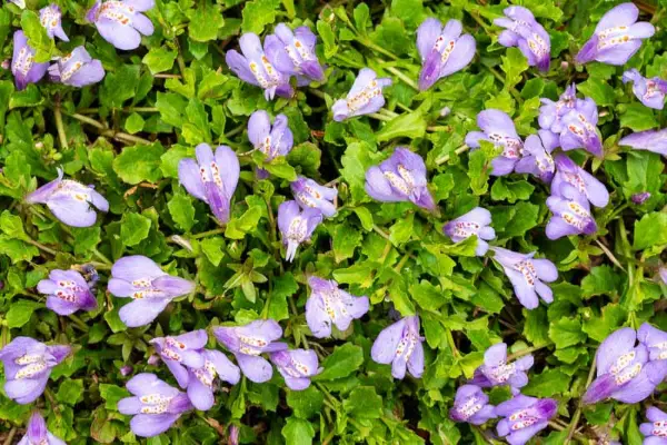 Mazus Reptans Creeping Mazus