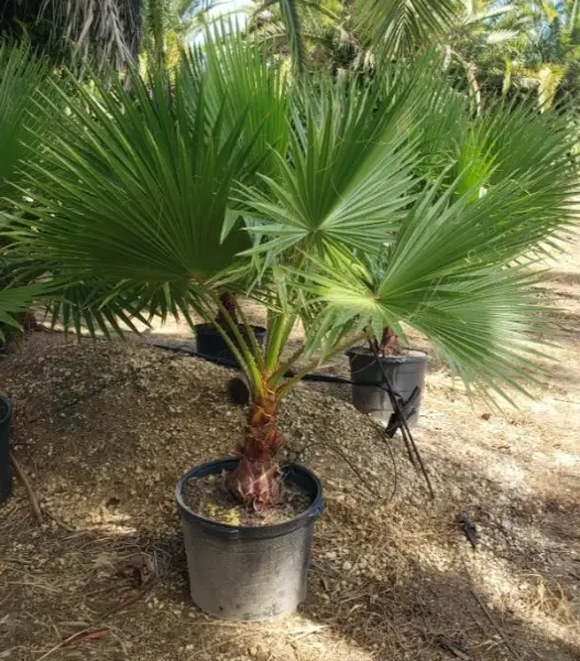 Mexican Fan Palm