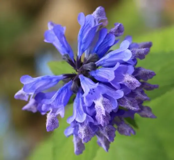 Nepeta X Faassenii Dwarf Catmint Kit Kat