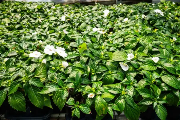 New Guinea Impatient