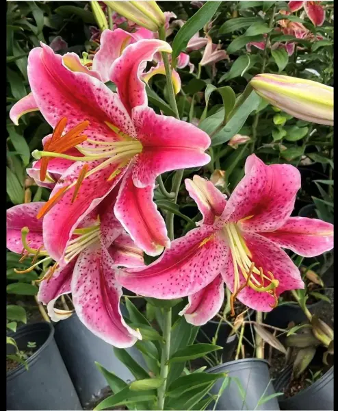 Oriental Lily