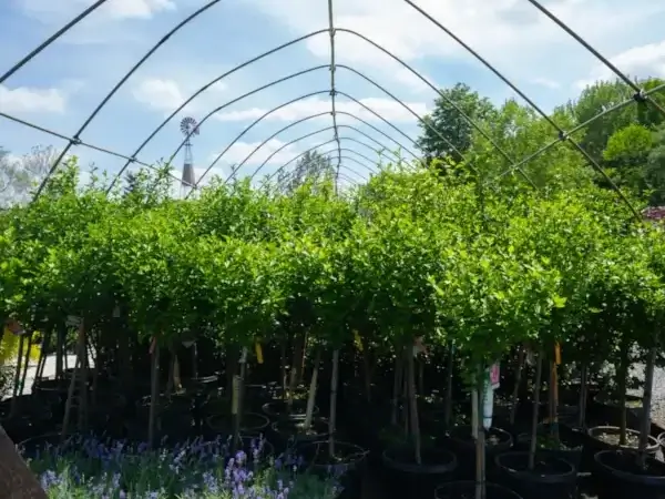 Ornamental Evergreen Trees