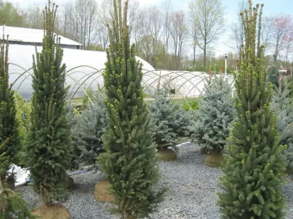 Columnar Norway Spruce