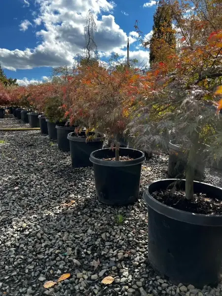 Crimson Queen Japanese Maple