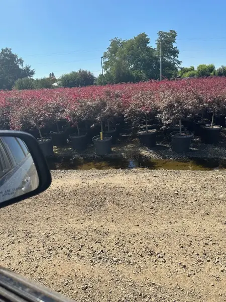 Crimson Queen Japanese Maple