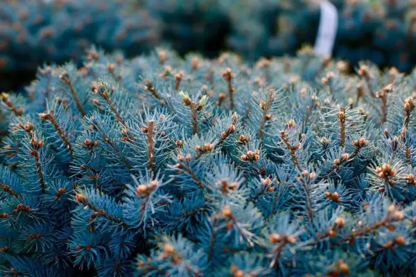 Ornamentals Dwarf Globe Blue Spruce