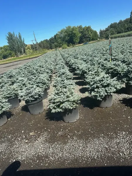 Dwarf Globe Blue Spruce