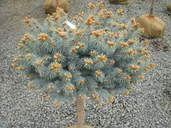 Globosa Spruce Standard