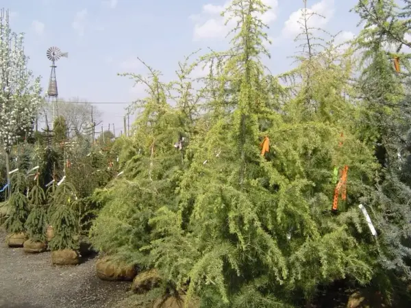 Ornamentals Golden Deadora Cedar