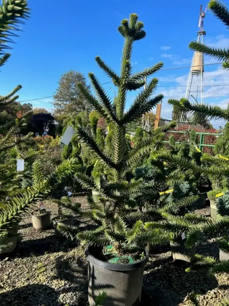 Monkey Puzzle Tree