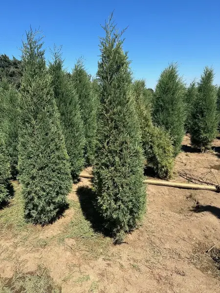 Taylor Juniper