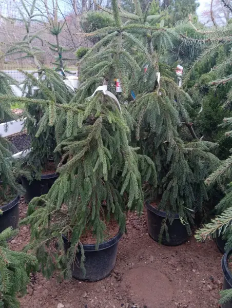 Weeping Norway Spruce
