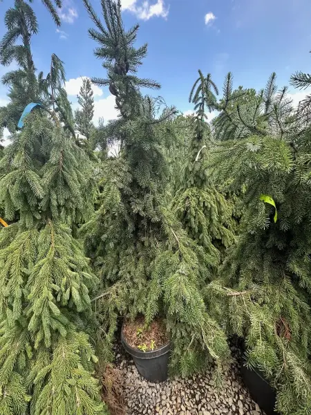 Weeping Serbian Spruce