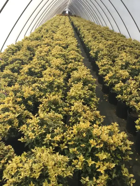 Osmanthus