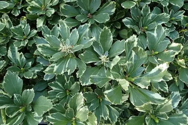 Pachysandra Terminalis Variegata