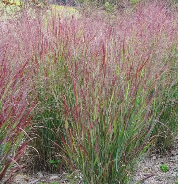 Panicum Virgatum Switch Grass Shenandoah