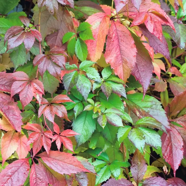 Parthenocissus Quinquefolia Virginia Creeper