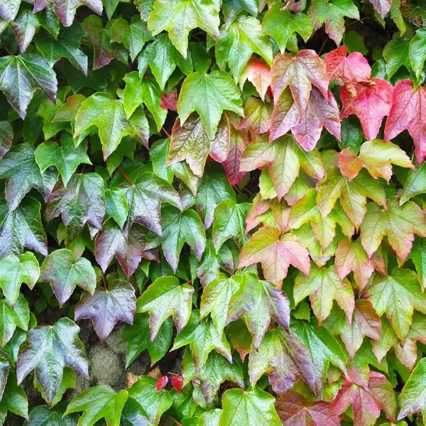 Parthenocissus Tricuspidata Boston Ivy