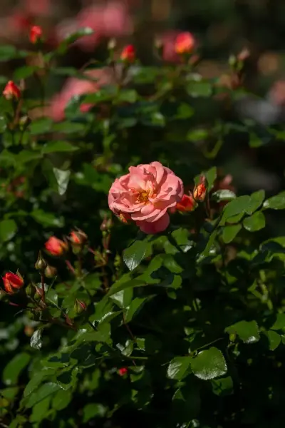 Peach Drift Rose