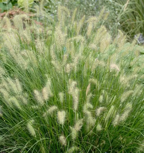Pennisetum Alopecuroides Fountain Grass Hameln