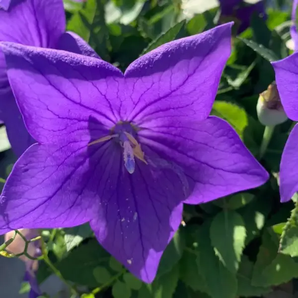 Balloon Flower