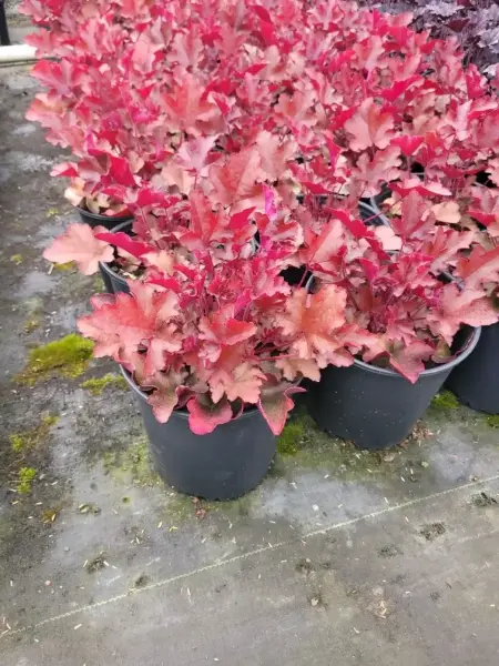 Caramel Coral Bell