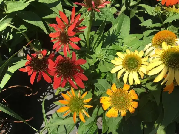 Cheyenne Spirit Coneflower
