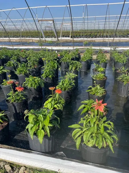 Cheyenne Spirit Coneflower