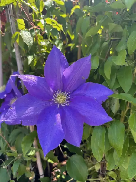 Clematis
