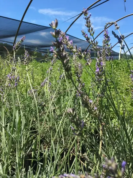 English Lavender