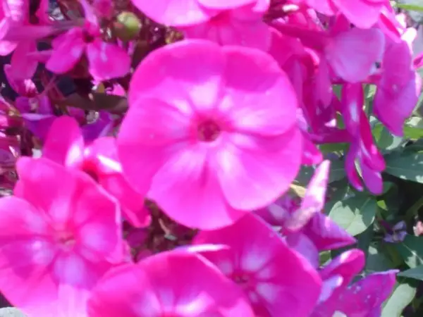 Garden Phlox