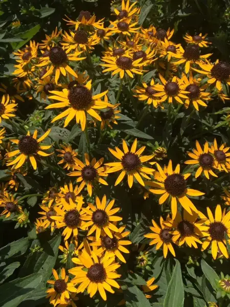 Goldstrum Black Eyed Susan