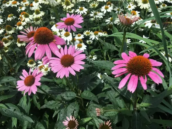 Magnus Coneflower