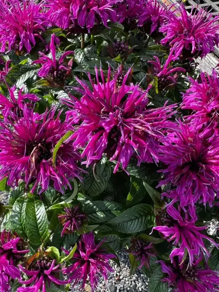 Monarda