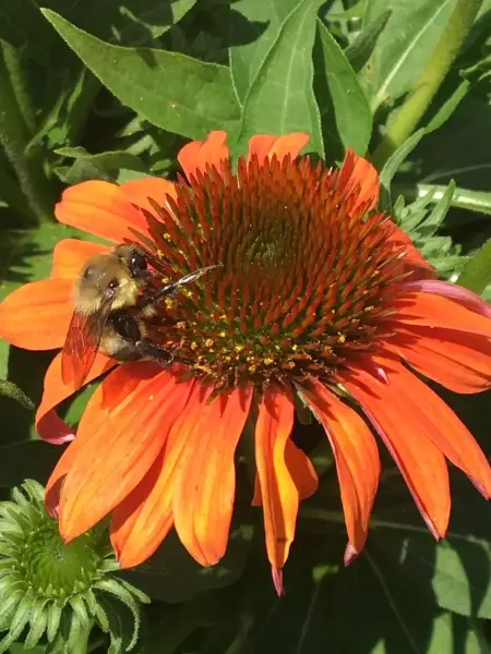 Orange Coneflower