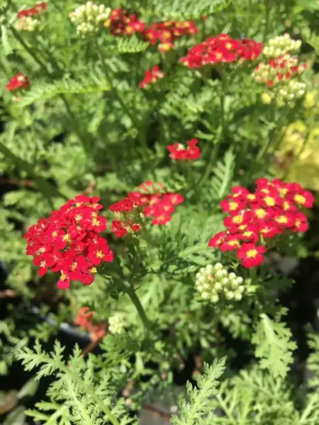 Paprika Yarrow