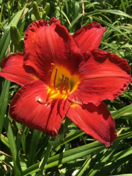 Pardon Me Daylily