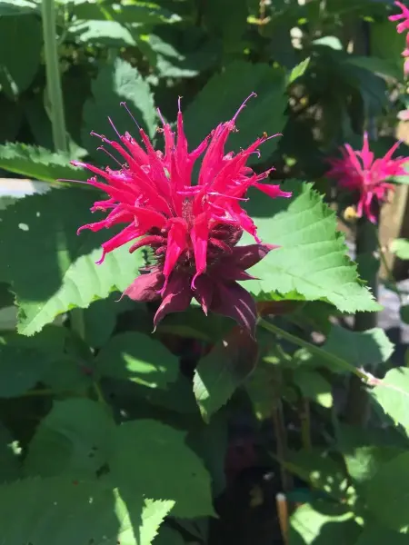 Petite Bee Balm