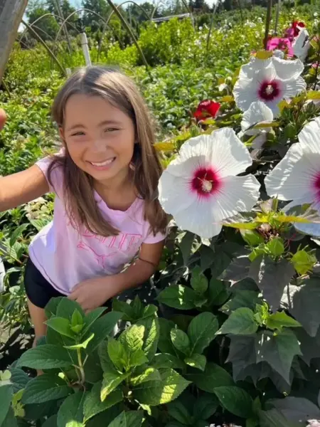Rose Mallow Hardy Hibiscus