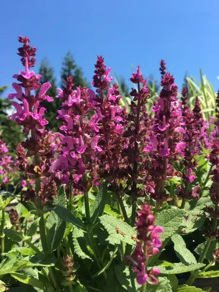 Rose Marvel Salvia